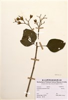 藏品(海州常山)的圖片